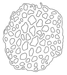 Amblystegium varium, stem cross-section. Drawn from L. Visch s.n., 13 Jan. 1974, CHR 539419.
 Image: R.C. Wagstaff © Landcare Research 2014 